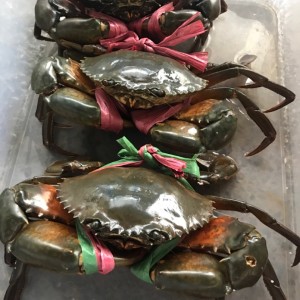 CUA THỊT Y5