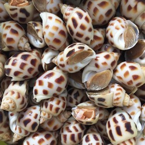 ỐC HƯƠNG NUÔI