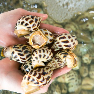 ỐC HƯƠNG THIÊN NHIÊN