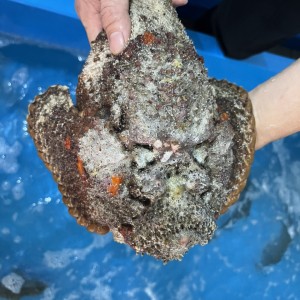 CÁ MẶT QUỶ