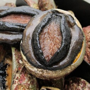 BÀO NGƯ ÚC VIỀN ĐEN