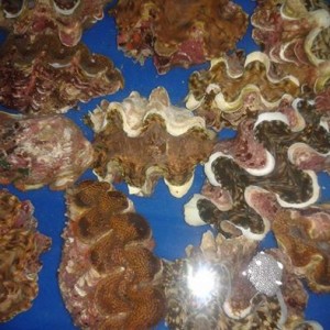 ỐC TAI TƯỢNG
