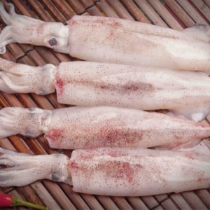 MỰC ỐNG