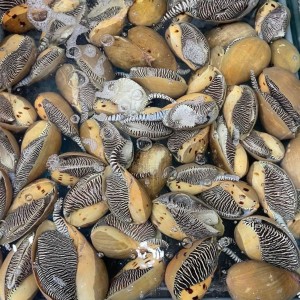 ỐC GIÁC VÀNG