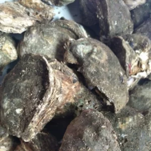 HÀU ĐÁ