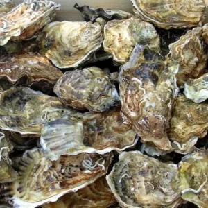 HÀU SỮA