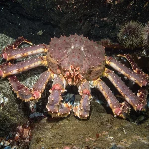 CUA KING CRAB ĐỎ