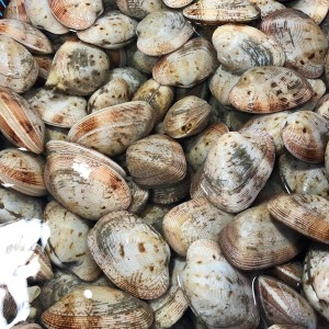 NGAO 2 CỒI SIZE 8-14