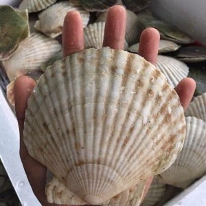 SÒ ĐIỆP NHẬT ĐÔNG LẠNH