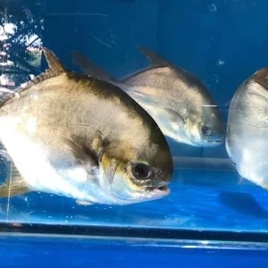 CÁ CHIM TRẮNG