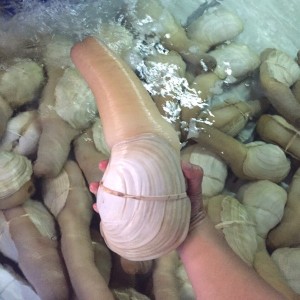 ỐC VÒI VOI ĐEN