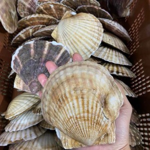 SÒ ĐIỆP NHẬT TƯƠI SỐNG