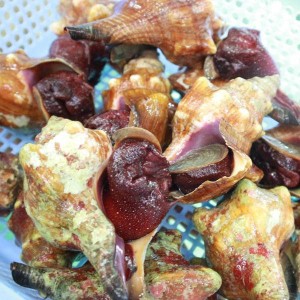 ỐC ĐỎ